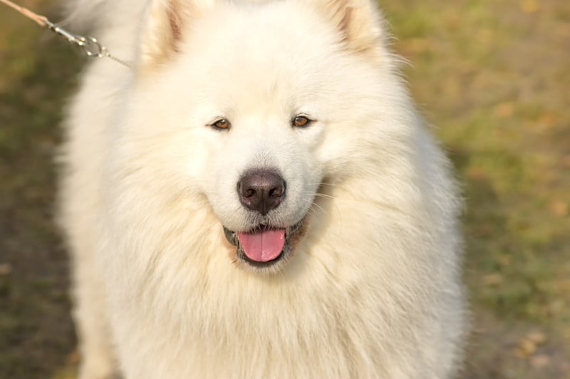 萨莫耶德人莱卡犬特写