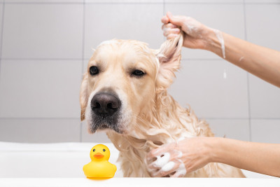 女孩用泡泡浴给狗洗澡。美容师用淋浴给他的金毛猎犬洗澡
