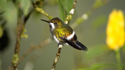 绿色thorntail蜂鸟