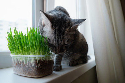 一个美丽的灰猫吃新鲜的绿草的特写。