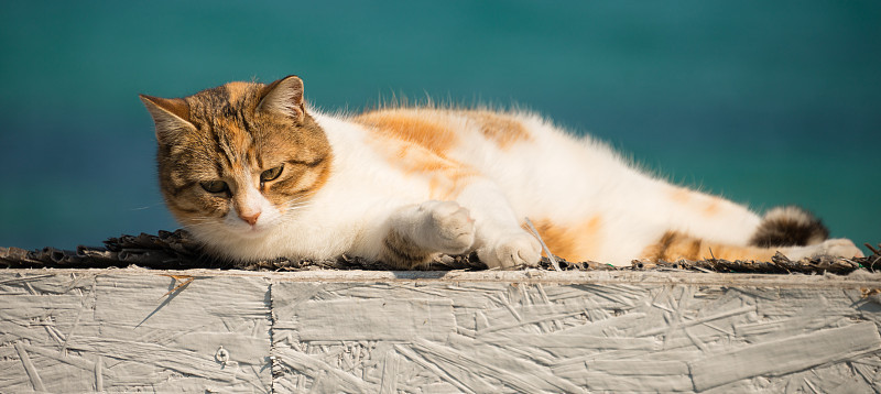 凉爽的白色和红色的猫休息