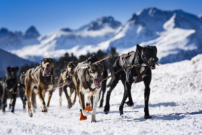 雪橇犬参加速度竞赛
