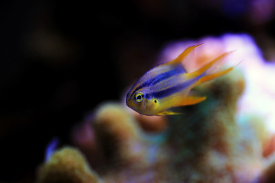 黑色和金色的Chromis -新象鼻虫黑