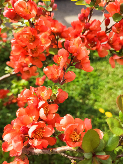 花园里盛开着美丽的榅桲花