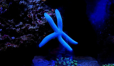 美丽的海星在珊瑚礁水族馆缸水下拍摄
