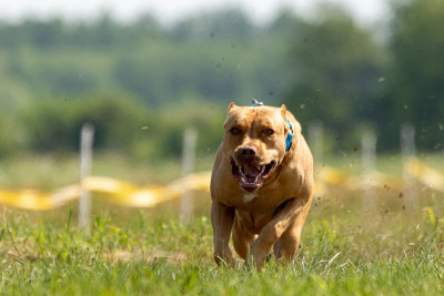 比特犬在追逐诱饵
