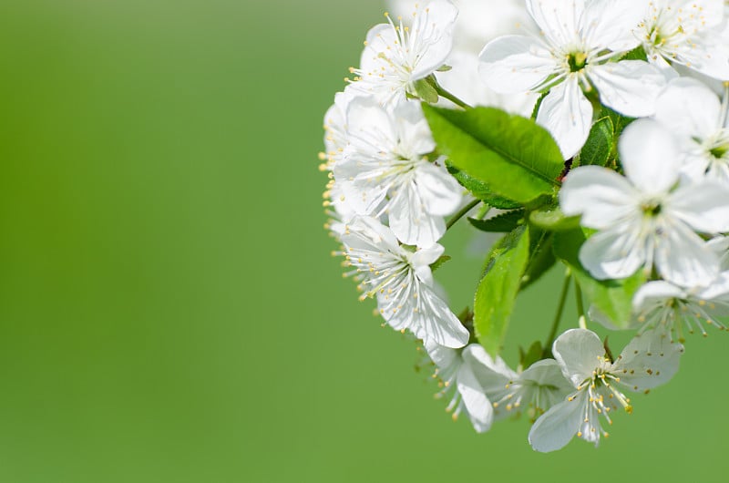 苹果花