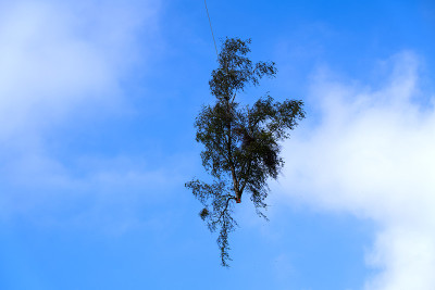 在一个秋天的早晨，一棵树挂在一架运输直升机的绳索上，背景是多云的天空。