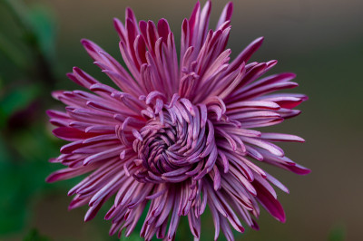 花的特写