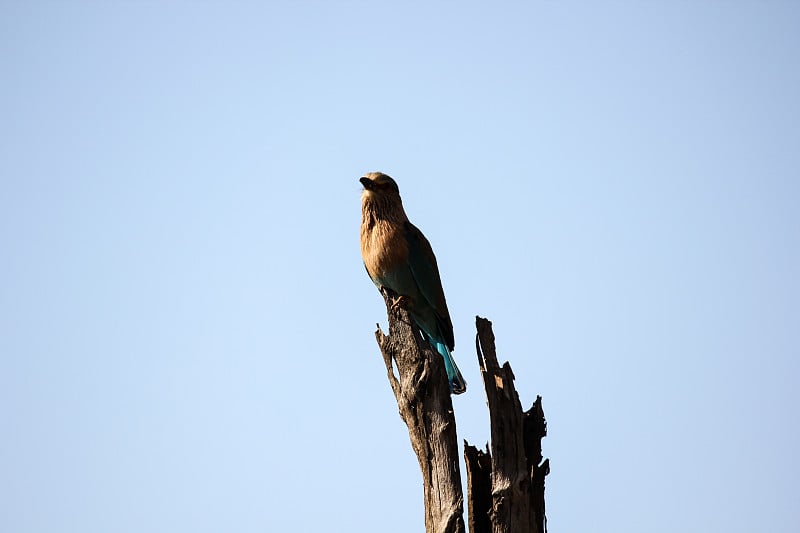 一种印度Roller，又名Coracias benghalensis