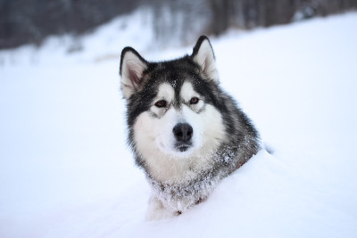 一只成年的阿拉斯加雪橇犬在下雪的天气走在街上