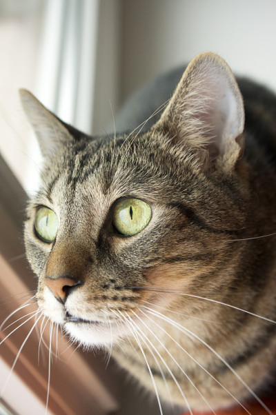 家虎猫躺在窗台上，抬头看
