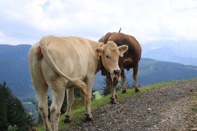 牛在Allgäu阿尔卑斯山徒步旅行