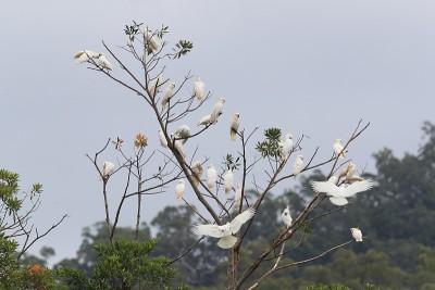 硫冠凤头鹦鹉(凤头凤头鹦鹉)，澳大利亚昆士兰