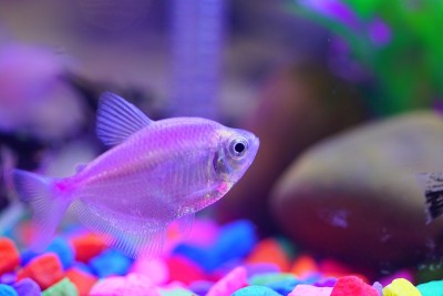 水族馆里五颜六色的鱼和珊瑚