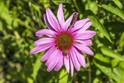 紫色松果花，紫锥菊