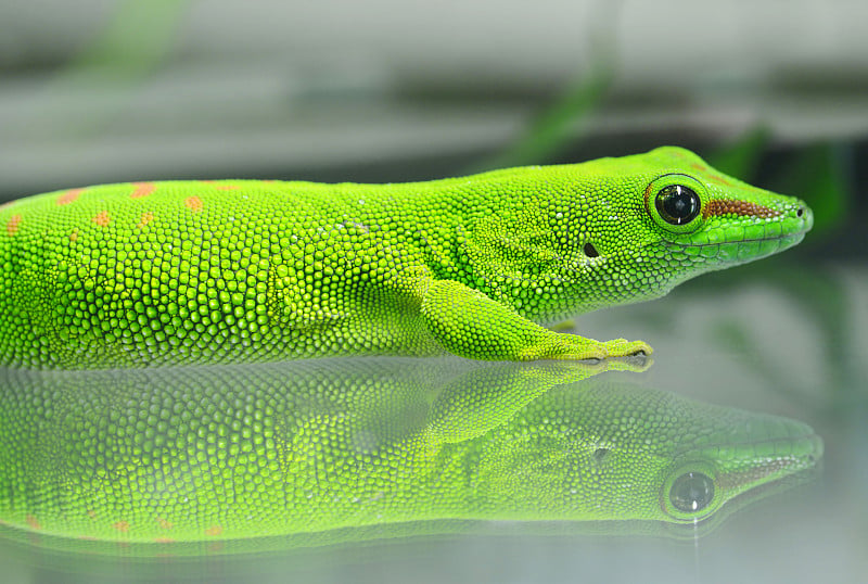 马达加斯加巨日壁虎(Phelsuma grandis)