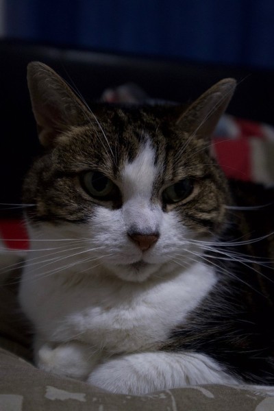 宠物虎斑猫。