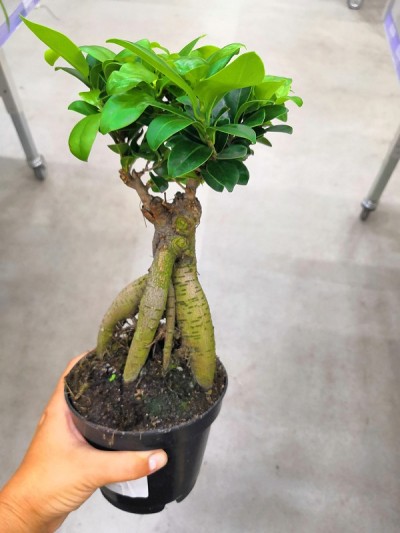 盆景温室中心。成排的小树