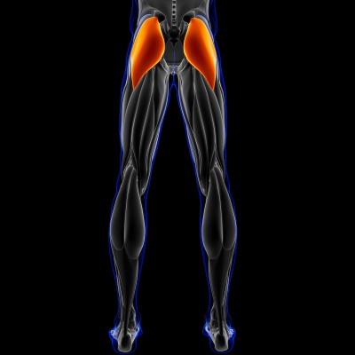 Gluteus Maximus Muscle Anatomy For Medical Concept