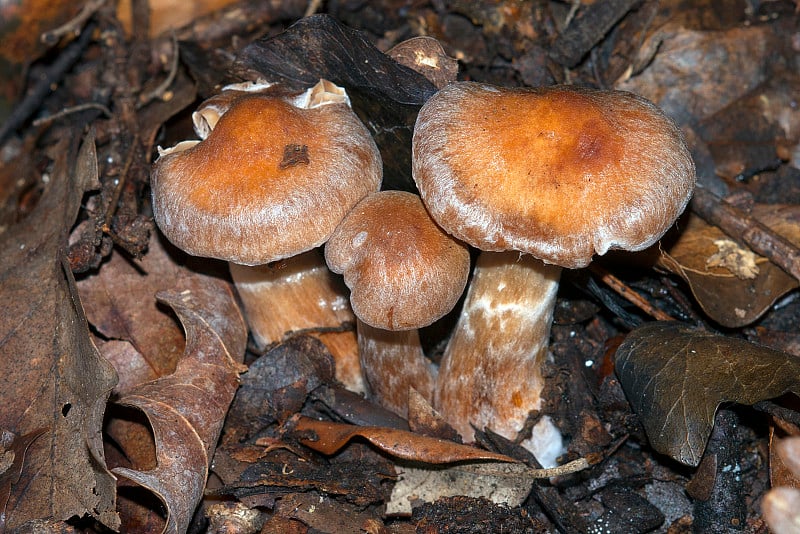 伞帽真菌- Cortinarius sp