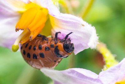 Colorado potato beetle larvae eats potato leaves, 