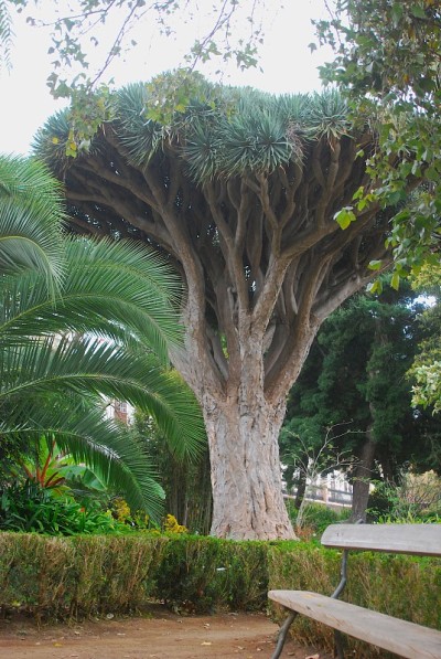 Dracaena draco, dragon tree, La Orotava，特内里费，西班牙