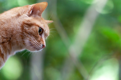 猫