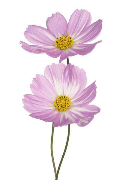 花孤立