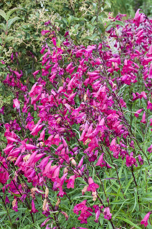 Penstemon 'Andenken an Friedrich Hahn' (Penstemon 