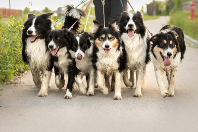 带着一群狗遛狗——这位妇女带着许多边境牧羊犬散步
