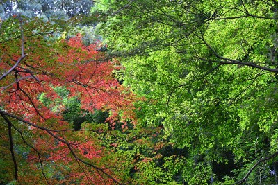 在日本旅行