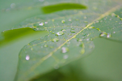 雨滴落在菲律宾森林的绿叶上