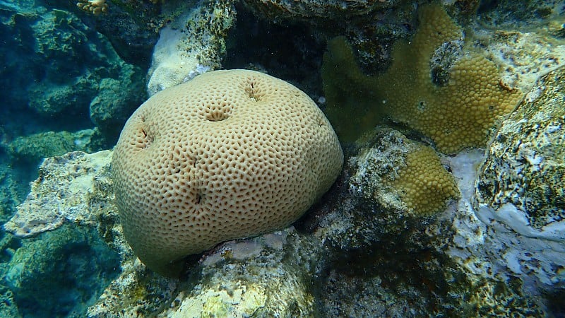 埃及红海海底的小星珊瑚或脑珊瑚