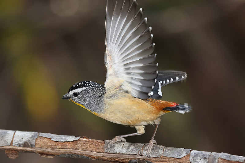 发现Pardalote