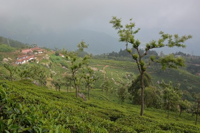 茶