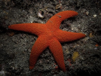红色的海星
