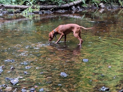 匈牙利Vizsla工作犬