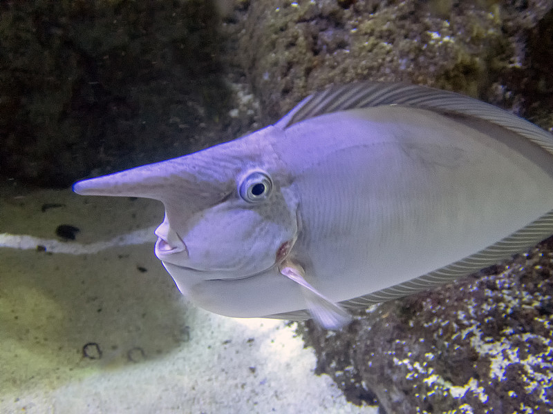 斑点独角鱼(Naso brevirostris)