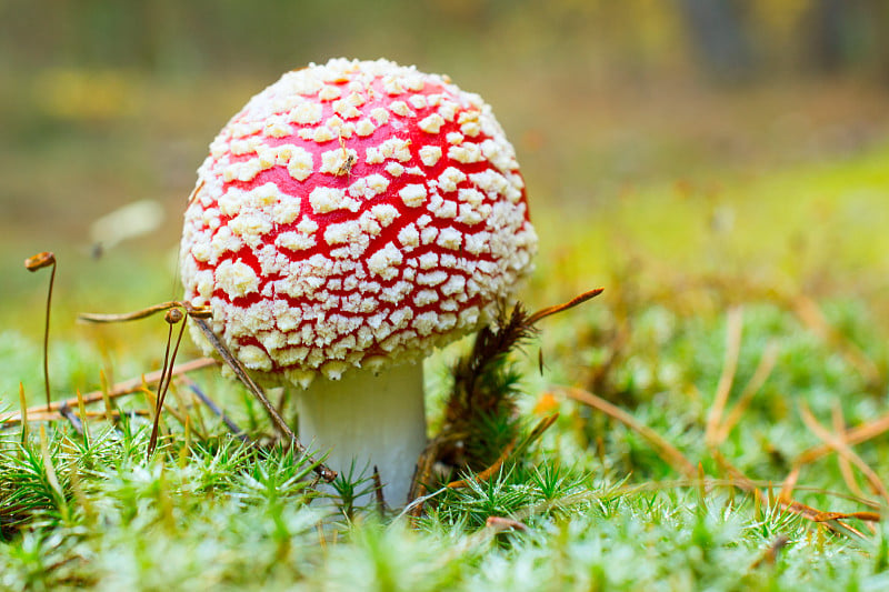 鹅膏霜和苔藓特写在模糊的背景。野生动物的童话世界。