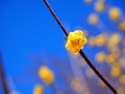 Chimonanthus praecox，日语叫Roubai