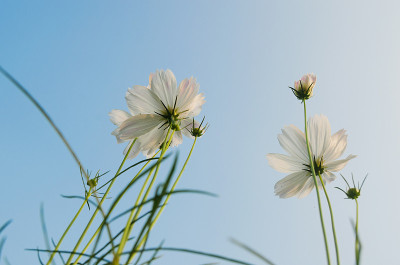 aster
