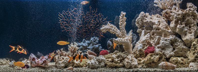 仿海造型的淡水水族馆。水景和水景设计。