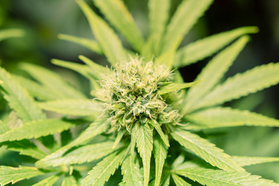 漂白亚麻纤维卷大麻花