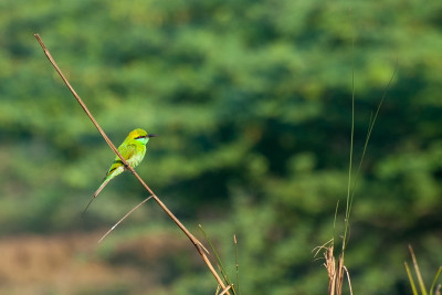 绿食蜂鱼(Merops orientalis)