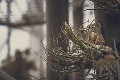 Tillandsia Ionantha的特写;复古风格。