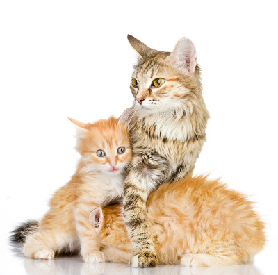 猫会保护小猫