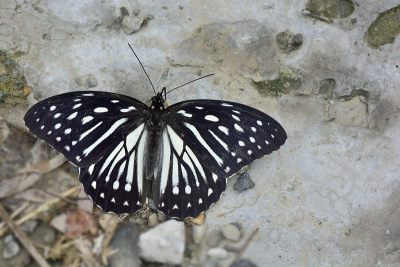 台湾斑纹眼蝶