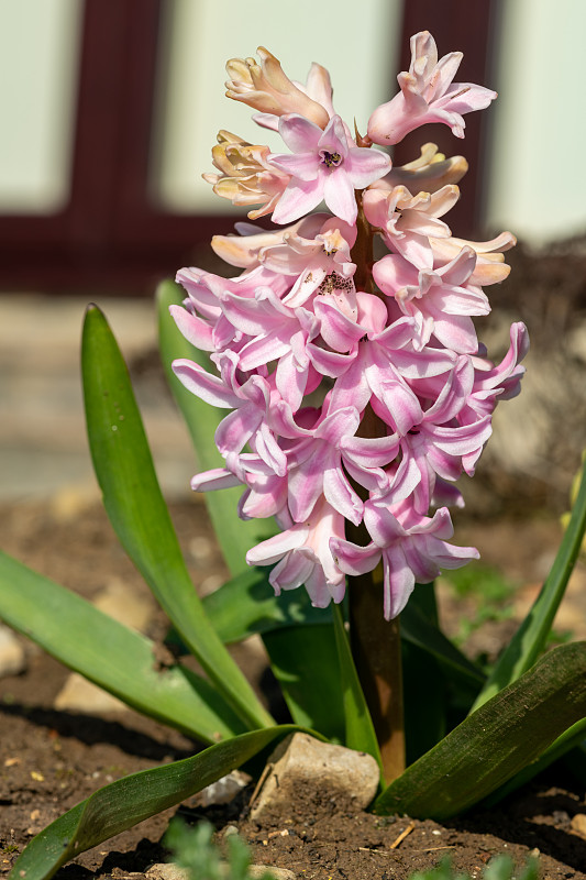 风信子(风信子)花