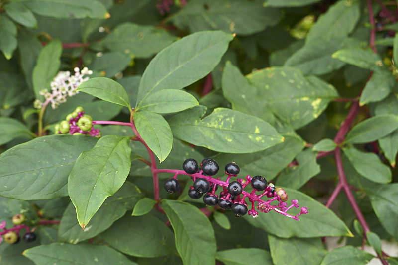 美国Phytolacca